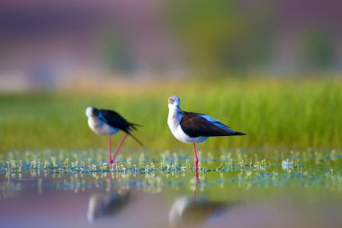 Sevimli su kuşu. Siyah kanatlı Stilt. Renkli doğa habitat arka plan. Siyah kanatlı Stilt Himantopus himantopus.