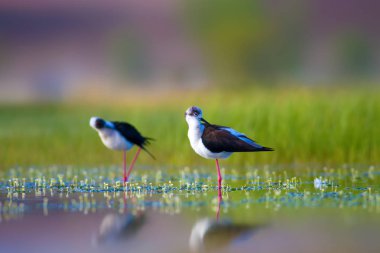 Sevimli su kuşu. Siyah kanatlı Stilt. Renkli doğa habitat arka plan. Siyah kanatlı Stilt Himantopus himantopus.