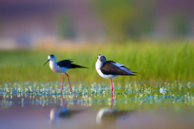 Sevimli su kuşu. Siyah kanatlı Stilt. Renkli doğa habitat arka plan. Siyah kanatlı Stilt Himantopus himantopus.