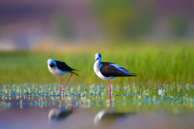Sevimli kuş çiftliği. Ortak su kuşları. Kuş; Siyah kanatlı Stilt. Himantopus himantopus. Renkli doğa arka plan.