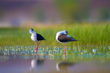 Sevimli su kuşu. Siyah kanatlı Stilt. Renkli doğa habitat arka plan. Siyah kanatlı Stilt Himantopus himantopus.