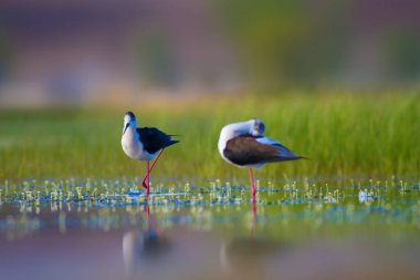 Sevimli su kuşu. Siyah kanatlı Stilt. Renkli doğa habitat arka plan. Siyah kanatlı Stilt Himantopus himantopus.