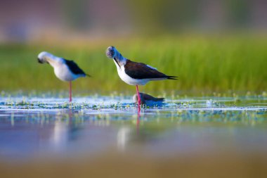 Sevimli su kuşu. Siyah kanatlı Stilt. Renkli doğa habitat arka plan. Siyah kanatlı Stilt Himantopus himantopus.