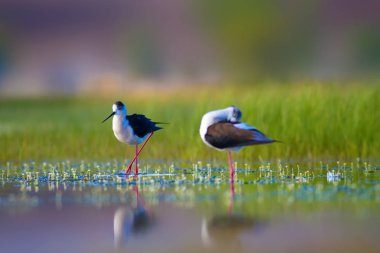 Sevimli su kuşu. Siyah kanatlı Stilt. Renkli doğa habitat arka plan. Siyah kanatlı Stilt Himantopus himantopus.