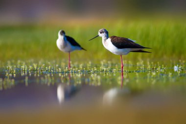 Sevimli su kuşu. Siyah kanatlı Stilt. Renkli doğa habitat arka plan. Siyah kanatlı Stilt Himantopus himantopus.