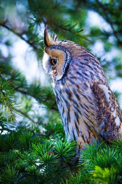 Forest and owl. Pine tree. Bird: Long eared Owl. Asio otus. Nature background.