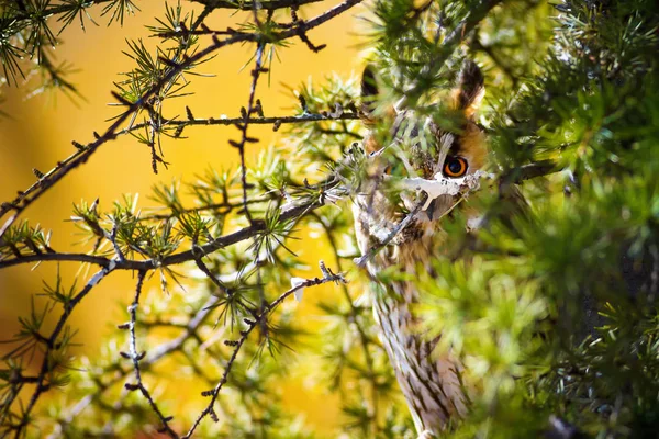 Forêt Hibou Pin Oiseau Hibou Des Marais Asio Otus Contexte — Photo