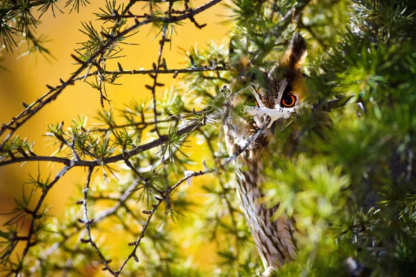 Ліс Сова Соснове Дерево Птах Довго Вухата Сова Асіо Отус — стокове фото