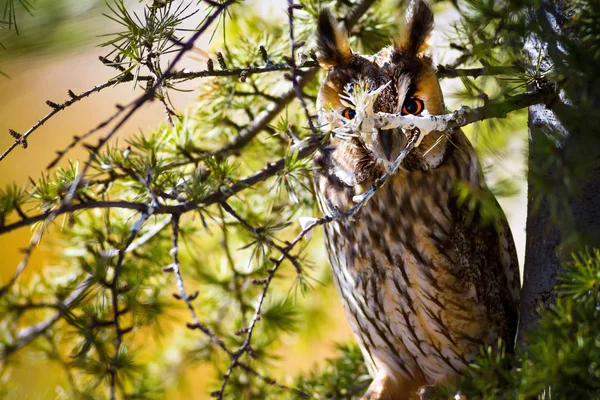 Forêt Hibou Pin Oiseau Hibou Des Marais Asio Otus Contexte — Photo