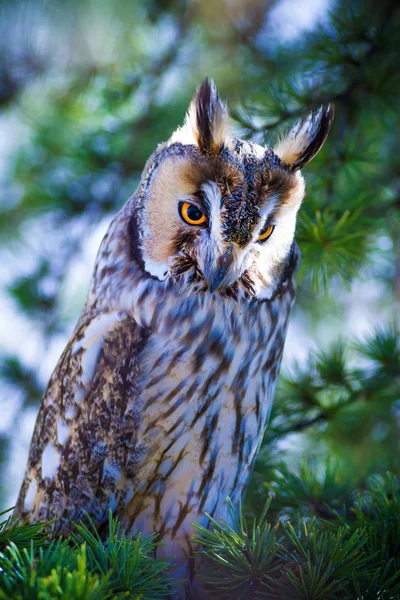 Forest and owl. Pine tree. Bird: Long eared Owl. Asio otus. Nature background.