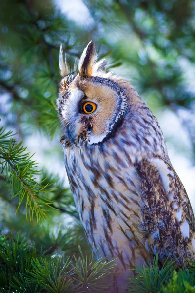 Foresta Gufo Pino Uccello Gufo Dalle Orecchie Lunghe Asio Otus — Foto Stock