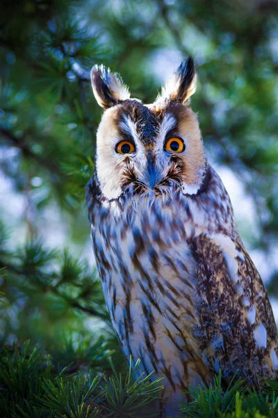 Bos Uil Pine Tree Vogel Lange Phayre Uil Asio Otus — Stockfoto