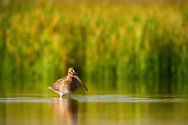 Cute Water Bird Nature Green Yellow Nature Background Water Reflection — Stock Photo, Image