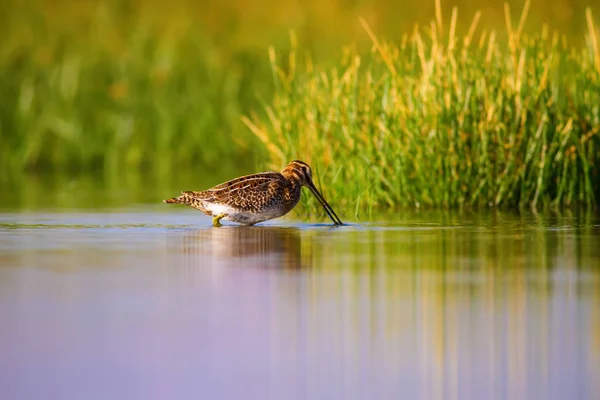Cute water bird and nature. Green, yellow nature background. Water reflection. Bird: Common Snipe. Gallinago gallinago.