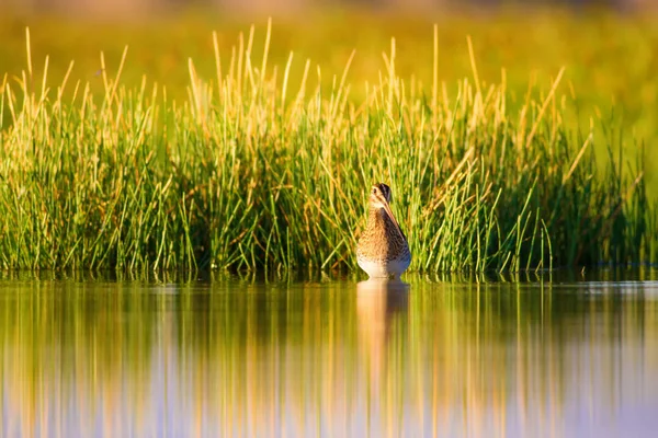 Niedlichen Wasservogel Und Die Natur Grüner Gelber Hintergrund Wasserspiegelung Vogel — Stockfoto