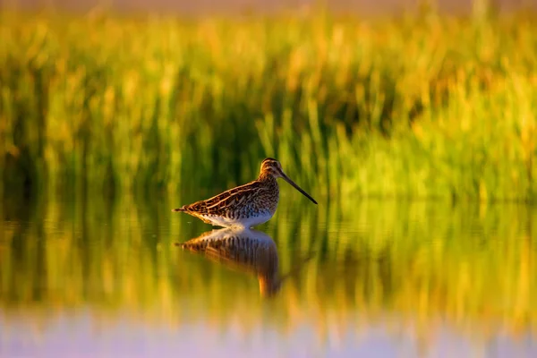 Lindo Pájaro Acuático Naturaleza Fondo Verde Naturaleza Amarilla Reflejos Agua —  Fotos de Stock