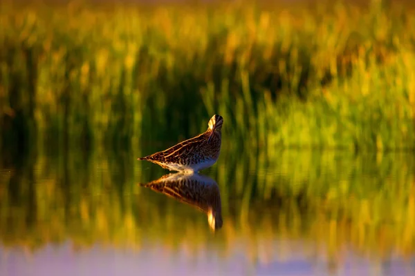 Cute Water Bird Nature Green Yellow Nature Background Water Reflection — Stock Photo, Image