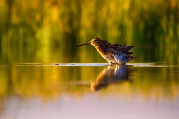 Симпатичні Водяні Птахи Природа Фону Зелений Жовтий Фон Природи Відбиття — стокове фото