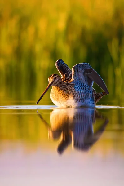 Niedlichen Wasservogel Und Natur Hintergrund Grüner Gelber Hintergrund Wasserspiegelung Vogel — Stockfoto