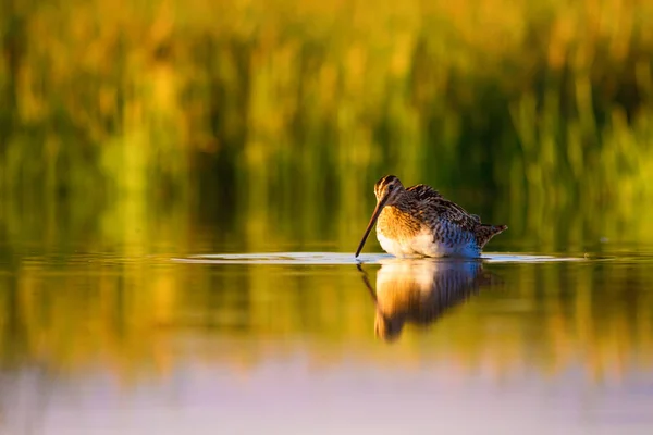 可爱的水鸟和自然背景 黄色自然背景 水反射 普通的狙击手 加利内戈 加利内戈 — 图库照片