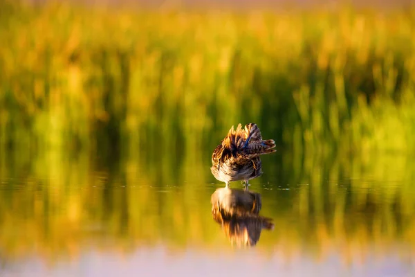 Söt Vatten Fågel Och Natur Bakgrund Grön Gul Natur Bakgrund — Stockfoto