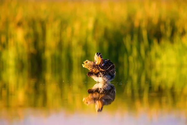 可爱的水鸟和自然背景 黄色自然背景 水反射 普通的狙击手 加利内戈 加利内戈 — 图库照片