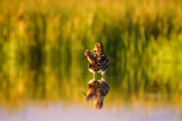 かわいい水鳥と自然の背景 黄色の自然の背景 水の反射 一般的なスナイプ ガリナゴ ガリナゴ — ストック写真