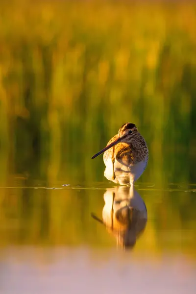 Oiseau Eau Mignon Fond Nature Vert Fond Nature Jaune Réflexion — Photo