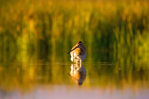 Carino Uccello Acqua Sfondo Naturale Verde Sfondo Natura Gialla Riflessione — Foto Stock