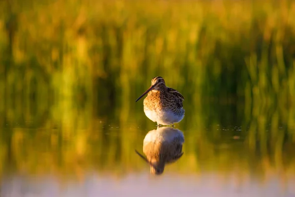 かわいい水鳥と自然の背景 黄色の自然の背景 水の反射 一般的なスナイプ ガリナゴ ガリナゴ — ストック写真