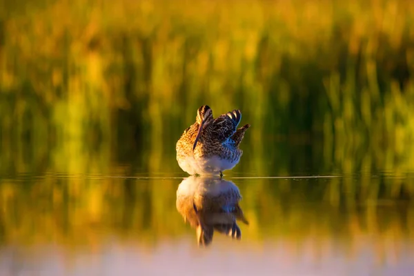 Rozkošný Vodní Pták Pozadí Přírody Zelená Žlutá Příroda Pozadí Odraz — Stock fotografie