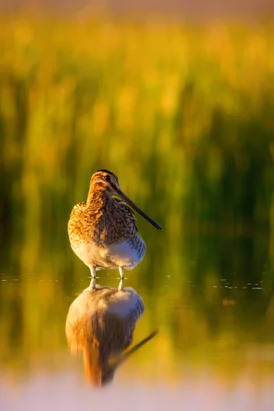 Niedlichen Wasservogel Und Natur Hintergrund Grüner Gelber Hintergrund Wasserspiegelung Vogel — Stockfoto