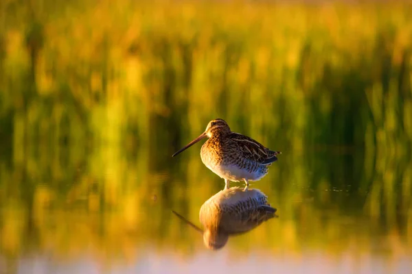 Oiseau Eau Mignon Fond Nature Vert Fond Nature Jaune Réflexion — Photo