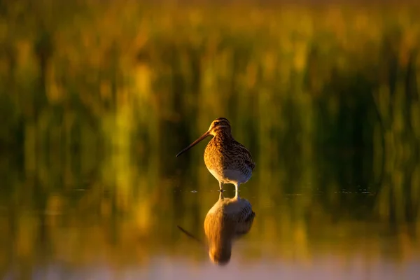 Niedlichen Wasservogel Und Natur Hintergrund Grüner Gelber Hintergrund Wasserspiegelung Vogel — Stockfoto