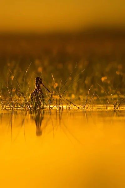 Pássaro Água Bonito Fundo Natureza Verde Fundo Natureza Amarela Reflexão — Fotografia de Stock