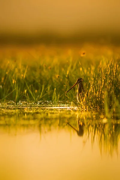 Oiseau Eau Mignon Fond Nature Vert Fond Nature Jaune Réflexion — Photo