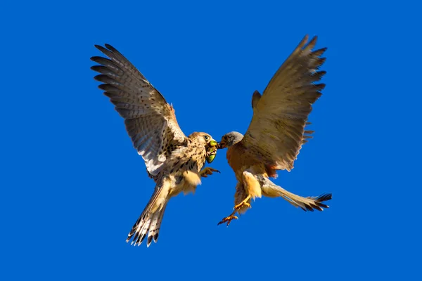 Falco Volante Con Caccia Sfondo Naturale Uccello Gheppio Minore Falco — Foto Stock