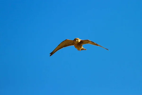 Flygande Falk Med Jakt Naturel Bakgrund Fågel Lesser Kestrel Falco — Stockfoto