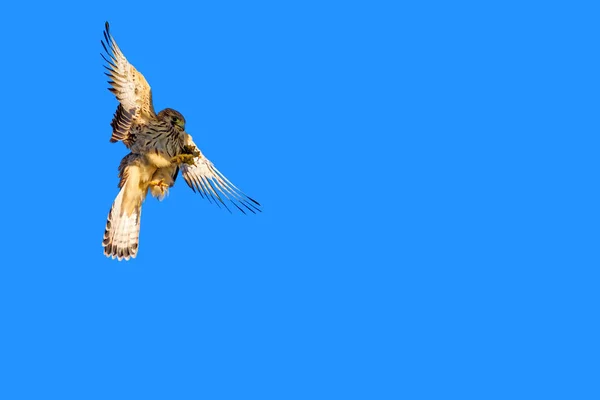 Літаючий Сокіл Мисливство Натурел Фону Птах Менший Боривітер Falco Naumanni — стокове фото