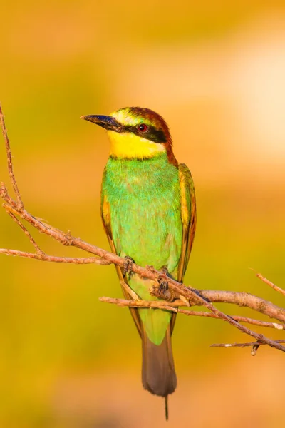 Pássaro Colorido Fundo Natureza Comedor Abelhas Europeu Merops Apiaster — Fotografia de Stock