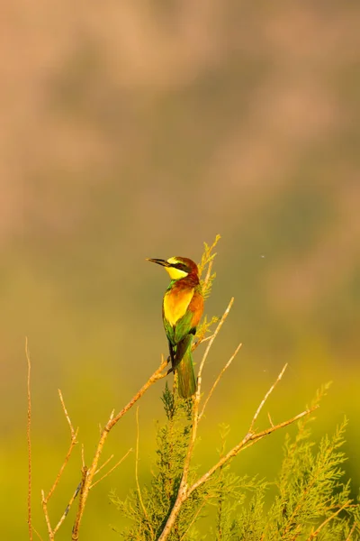 Kolorowy Ptak Tło Przyrodnicze Europejskie Eater Pszczół Merops Apiaster — Zdjęcie stockowe