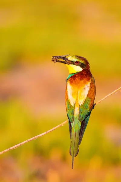 Colorful Bird Nature Background European Bee Eater Merops Apiaster — Stock Photo, Image