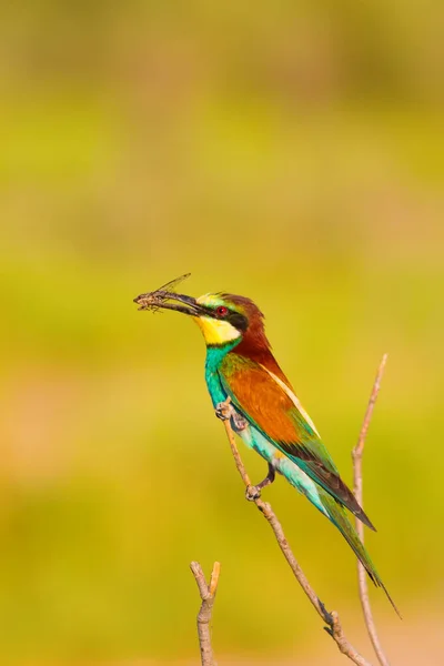 Oiseau Coloré Fond Naturel Mangeur Abeilles Merops Apiastre — Photo