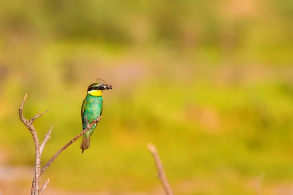 Oiseau Coloré Fond Naturel Mangeur Abeilles Merops Apiastre — Photo