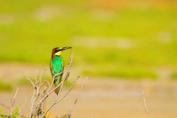 Colorful Bird Nature Background European Bee Eater Merops Apiaster — Stock Photo, Image