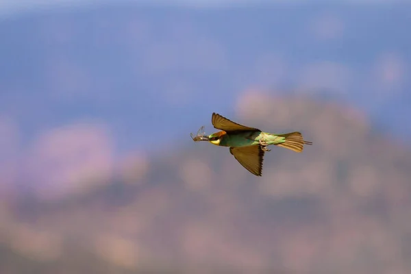 Pájaro Colorido Fondo Naturaleza Comedor Abejas Europeo Merops Apiaster — Foto de Stock