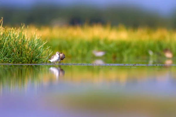 Água Vida Das Aves Natureza Habitat Fundo — Fotografia de Stock