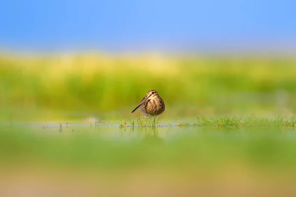 Lindo Pájaro Acuático Fondo Natural Fondo Verde Naturaleza Amarilla Reflejos — Foto de Stock