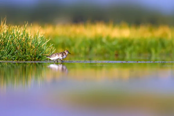 Wasser Und Vogelwelt Hintergrund Lebensraum Natur — Stockfoto
