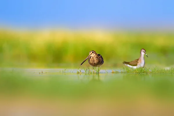 Carino Uccello Acqua Sfondo Naturale Verde Sfondo Natura Gialla Riflessione — Foto Stock